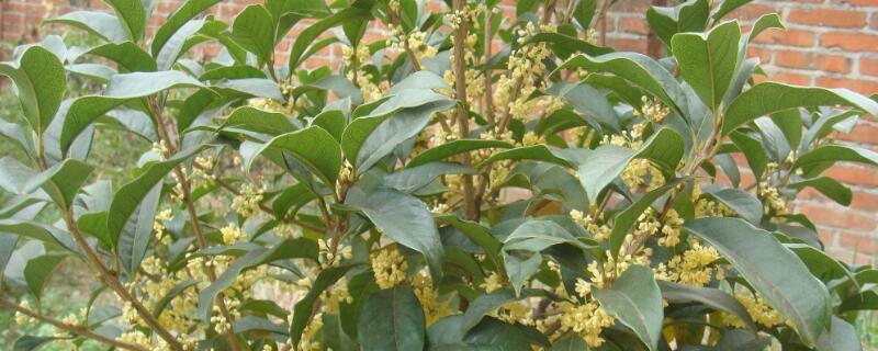 桂花樹(shù)太高怎么截