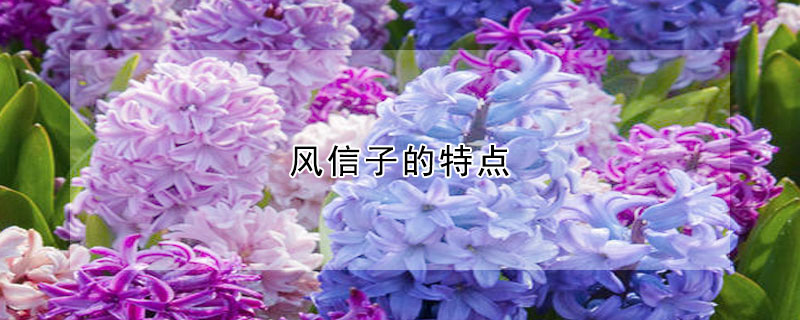 風(fēng)信子的特點(diǎn)