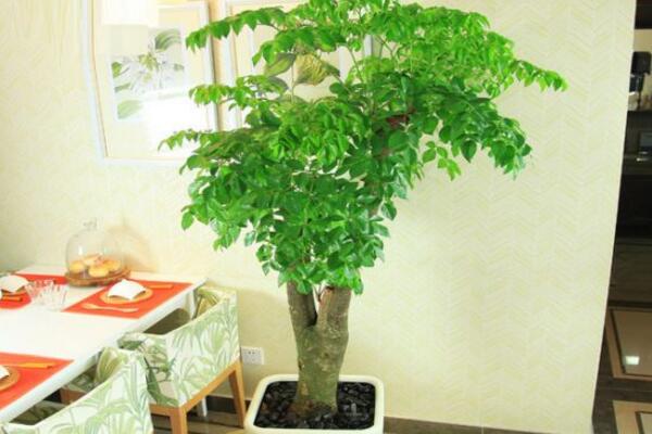 幸福樹掉葉子怎么挽救，從以下5個(gè)方面分析