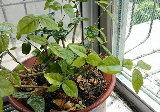 茉莉花怎么修剪，茉莉花修剪方法