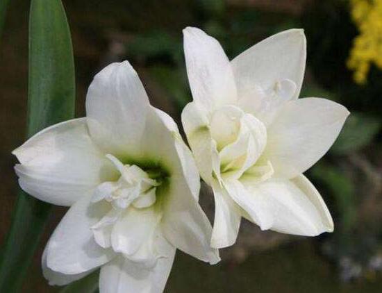 百合花怎么養(yǎng)，百合花的養(yǎng)殖方法和注意事項(xiàng)