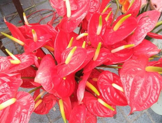 紅掌的養(yǎng)殖方法和注意事項，老農(nóng)總結(jié)八大基本方法