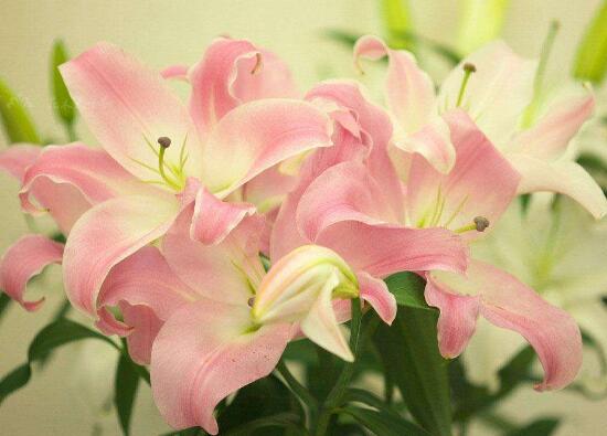 百合花什么時(shí)候開花，百合花不開花怎么辦/適當(dāng)光照