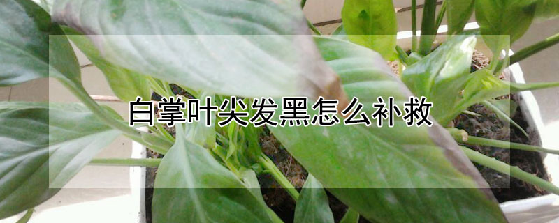 白掌葉尖發(fā)黑怎么補(bǔ)救