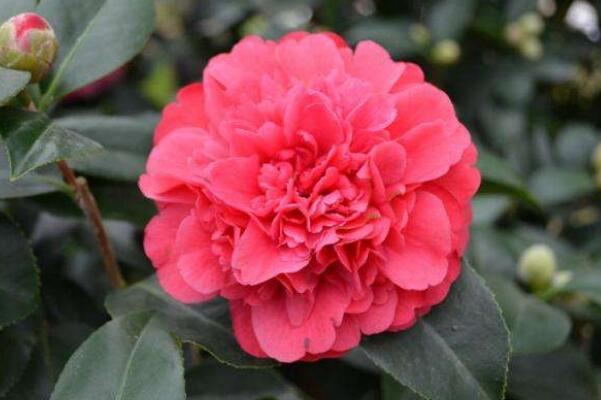 茶花掉葉子是怎么回事，4種原因以及解決方法