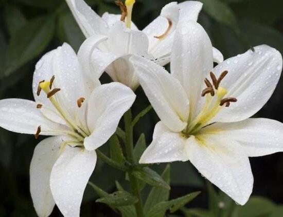 百合花葉子發(fā)黃怎么辦，教你五種方法讓它恢復生機