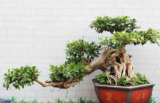 榕樹盆景冬天怎么養(yǎng)，盆景榕樹冬季注意事項