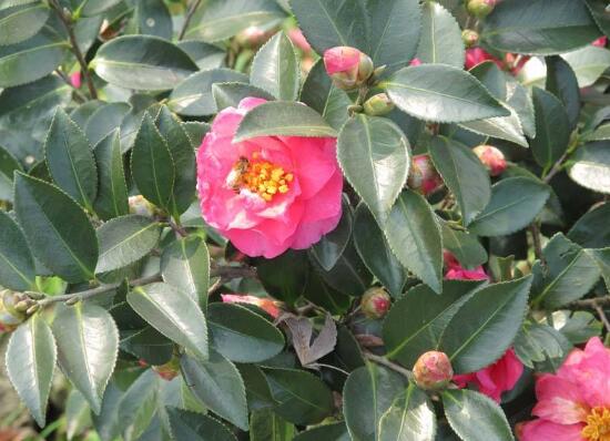 茶花有哪些品種，茶花品種圖片大全