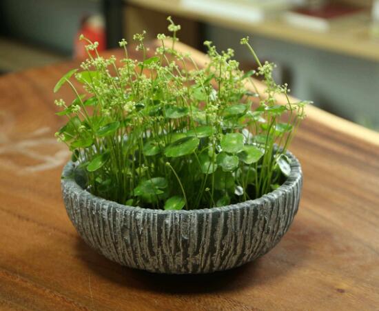 銅錢草什么時(shí)候開花，銅錢草花期多長(zhǎng)時(shí)間（四個(gè)月）