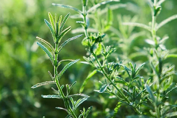 迷迭香的種植方法和注意事項(xiàng)