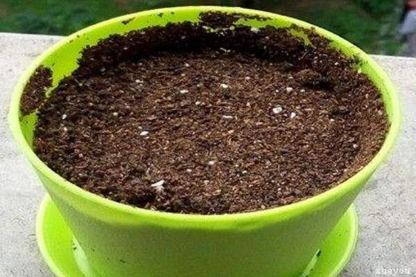 曇花種子怎么種，曇花種子的種植步驟詳解