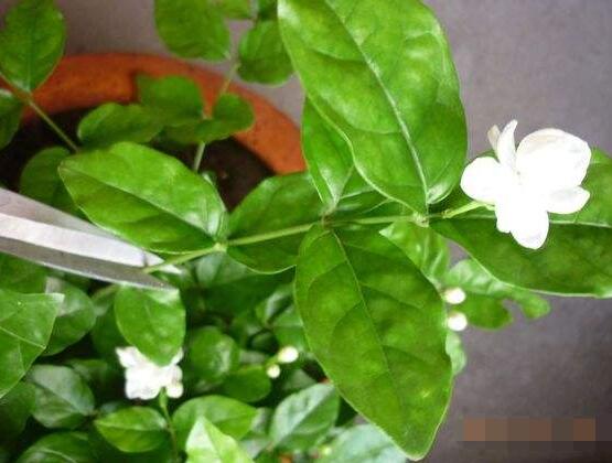 茉莉花怎么修剪，茉莉花修剪方法