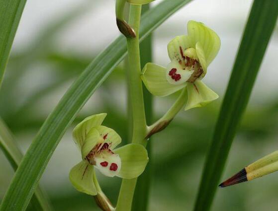 蘭花為什么不開(kāi)花，教你六大解決辦法便盆盆爆開(kāi)花