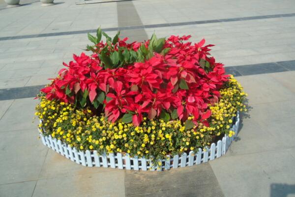 一品紅適合在室內(nèi)嗎，不建議放在室內(nèi)（有毒且不適合它生長(zhǎng)）