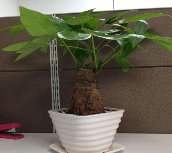 小發(fā)財樹的種植，小發(fā)財樹的種植方法