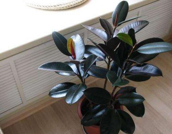 橡皮樹(shù)多久澆次水，橡皮樹(shù)怎么澆水