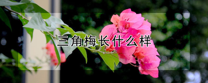 三角梅長什么樣