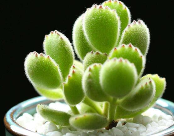 熊童子開花寓意，一片生機(jī)勃勃的綠色景象(美好寓意)