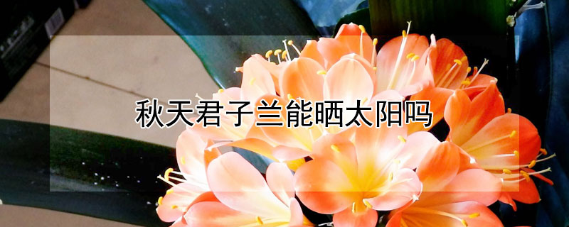 秋天君子蘭能曬太陽嗎