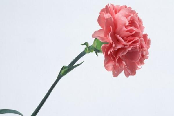 康乃馨花的圖片，不同顏色對應(yīng)不同花語