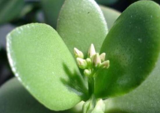 盆栽燕子掌的養(yǎng)殖方法，教你八大基本方法可生長的青翠碧綠