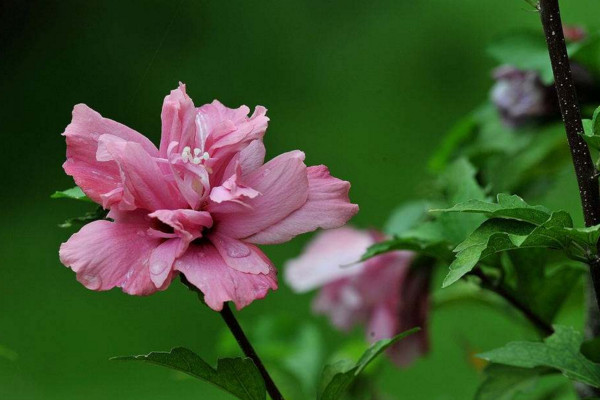 木槿花花語