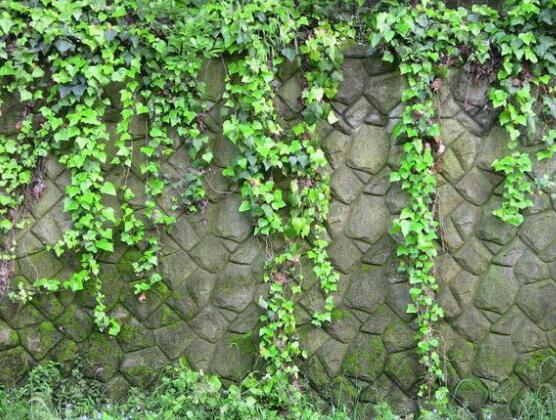 好看的常春藤盆景圖片欣賞，綠化環(huán)境、春天長(zhǎng)駐