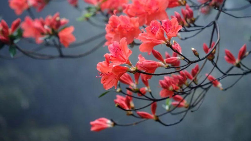 春季杜鵑花的養(yǎng)殖方法和注意事項(xiàng)