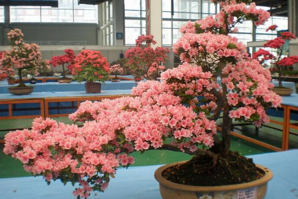 杜鵑花的顏色有哪些，紅紫藍(lán)綠黃白粉等