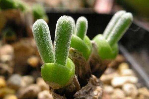碧光環(huán)種子的種植方法，可以通過以下4步來進(jìn)行