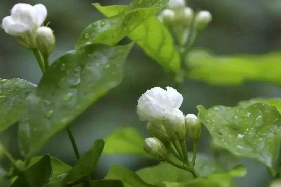 茉莉花葉子發(fā)黃怎么辦，茉莉花葉子發(fā)黃解決辦法
