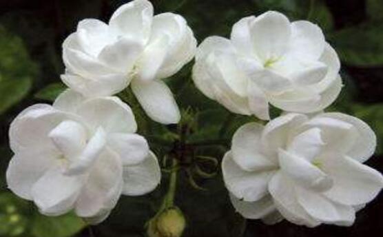 茉莉花怎么澆水，茉莉花澆水方法