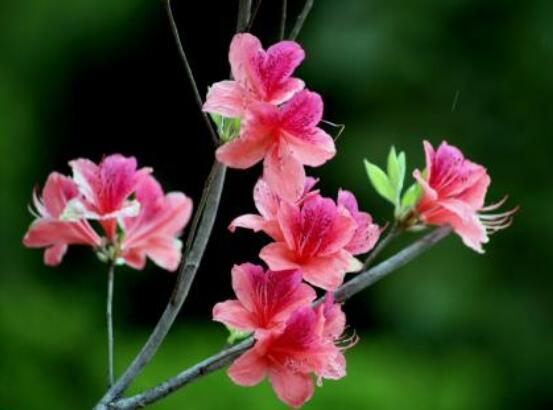杜鵑花怎么換盆，老農(nóng)教你三個(gè)簡(jiǎn)單易學(xué)方法