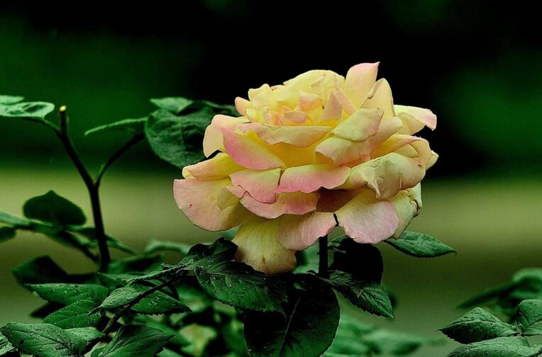 月季什么時(shí)候開花，開花時(shí)要注意四個(gè)要點(diǎn)