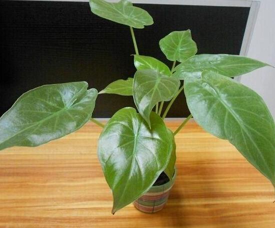怎樣養(yǎng)植滴水觀音，滴水觀音的養(yǎng)殖方法