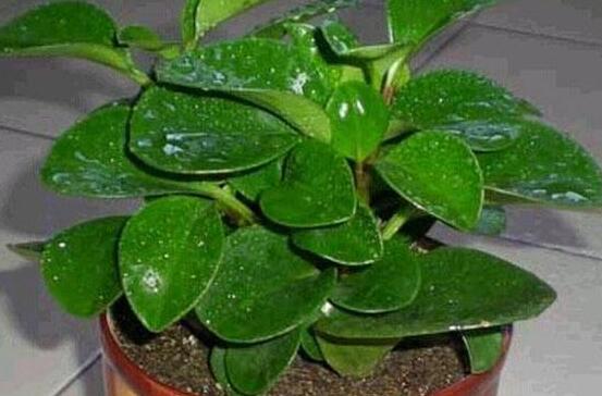 碧玉花有毒嗎，碧玉花可以養(yǎng)在室內(nèi)嗎