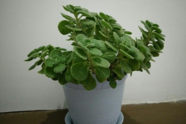 碰碰香怎么養(yǎng)殖，養(yǎng)好碰碰香最關(guān)鍵的5步