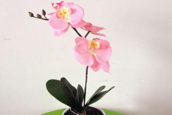 盆栽蝴蝶蘭怎么養(yǎng)，簡(jiǎn)單五步教你養(yǎng)活