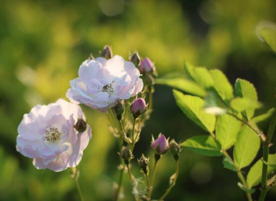 野薔薇花語是什么，野薔薇花語代表著浪漫的愛情