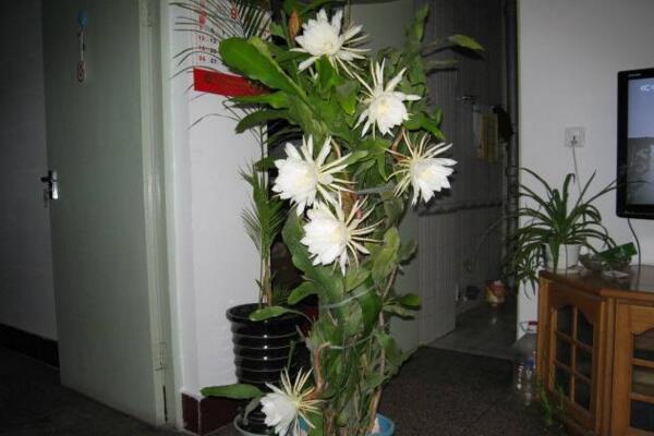 曇花多久開一次花，樹齡達(dá)到3年以后每年開一次花