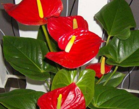 紅掌怎么養(yǎng)才能開(kāi)花，只需要做好六點(diǎn)花開(kāi)茂盛