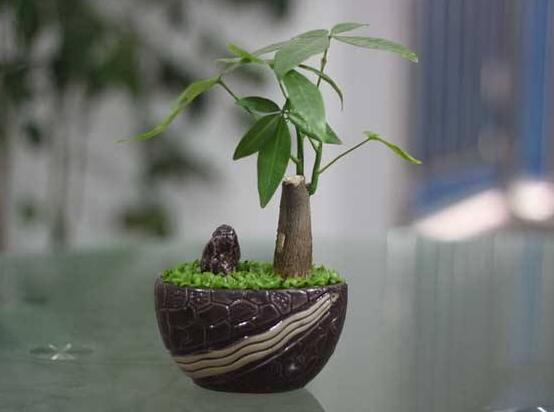 發(fā)財樹發(fā)芽多久可以切掉，發(fā)芽半個月后可切掉