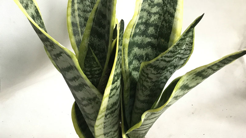 金邊虎皮蘭開(kāi)花嗎