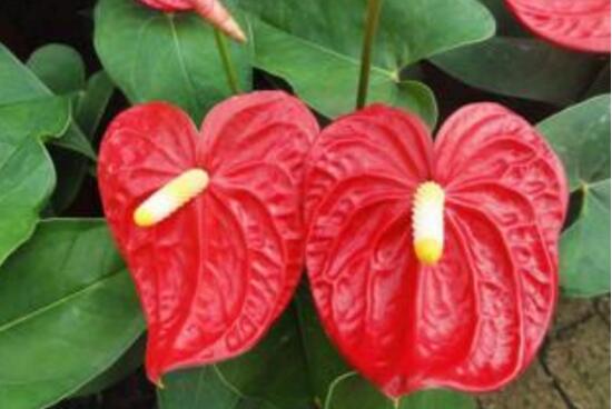 紅掌對(duì)人體有害嗎，家里有孕婦能養(yǎng)紅掌嗎