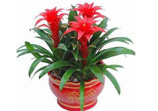鴻運(yùn)當(dāng)頭花謝了怎么剪，鴻運(yùn)當(dāng)頭的花從哪里剪