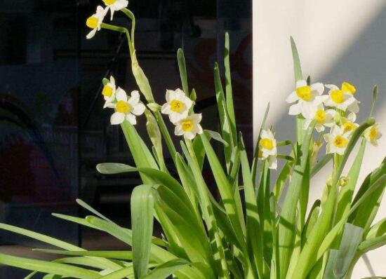 關(guān)于水仙花的知識，老農(nóng)解析五個最全面的概述