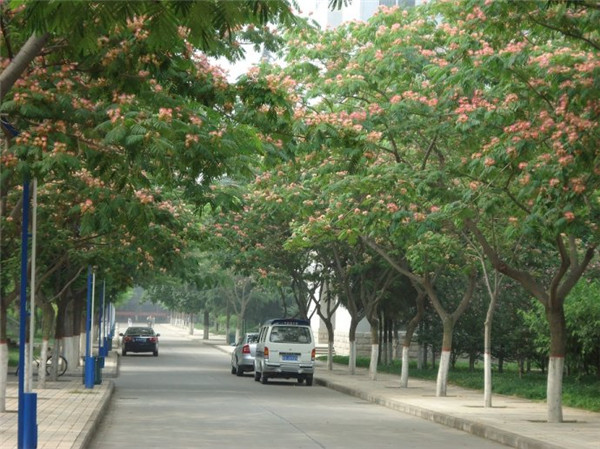 合歡樹形態(tài)特征