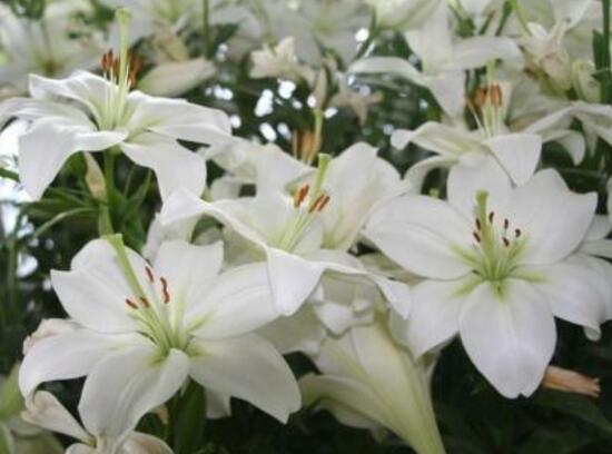 百合花什么時(shí)候開花，百合花不開花怎么辦/適當(dāng)光照