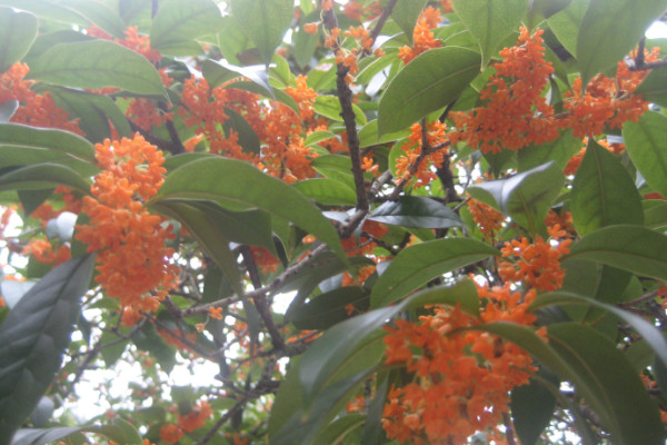桂花樹(shù)太高怎么截