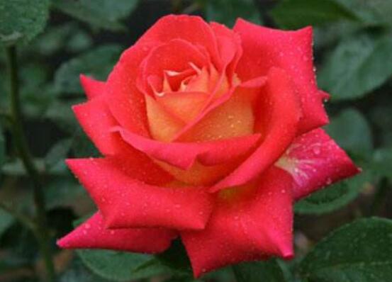 月季花種子怎么種，教你四種方法存活率百分百